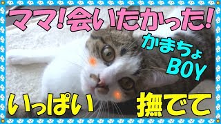 ママが帰って来た！と大喜びしてくれる猫☆嬉しくてお腹見せてゴロン☆なでなでのおねだりがたまらないかわいさです！〈ゆずチャンネル〉