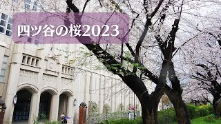 四ツ谷の桜2023　　2023.3.24