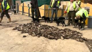 Ratting HD 713 dead rats!!! WARNING - graphic scenes of pest control (18+ only)