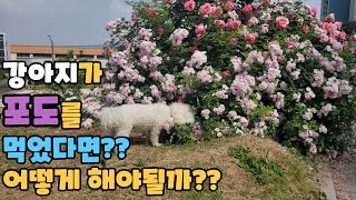 [강아지 입양Vlog] 강아지가 포도,초콜릿,양파등을 먹었을 때 대처방법 with.항우울제