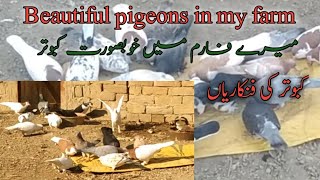 میرے فارم کے خوبصورت اور نایاب کبوتر Beautiful and unique pigeons in my farm