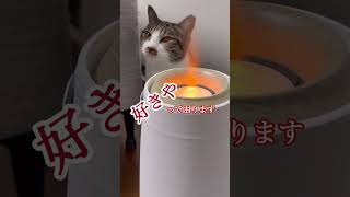 すき家に行きたい猫💦　　　　　　　保護猫シンとテンの物語