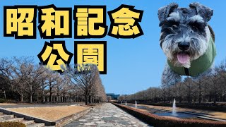 【国営昭和記念公園】東京都立川市の大型公園/夫婦とシュナウザーの休日