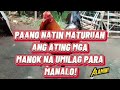 PAANO NATIN MATURUAN ANG ATING MGA MANOK NA UMILAG PARA MANALO #breedingtips #happiness #nature