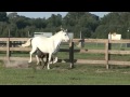 rondena xxx 2000 grey p.r.e. revised andalusian mare imported from spain