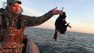 Sea Duck Hunting VLOG #023 December 21st  2016 Jeff Coats Pitboss Waterfowl Maryland Eider