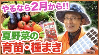 トマトの種まき2月から！ メリットたくさん！ピーマン、ナス、キュウリにも使える夏野菜の育苗・種まき方法を解説！【家庭菜園】【植え方】【育苗】