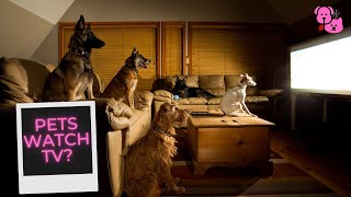 Pets Watch TV Compilation - Try not to laugh