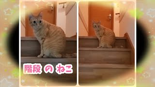 むぎっちゅ☆階段のねこ☆