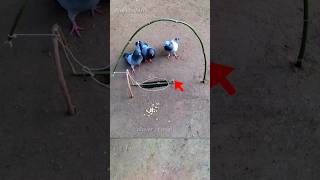 Pigeon trap | bird trap | catching bird using stick #shorts #youtubeshorts #ytshorts