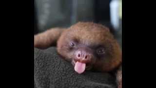here's a sloth yawning