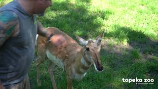 Topeka Zoo - New Pronghorn