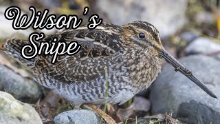 Wilson's Snipe Dancing in Slow Motion