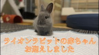 ライオンラビットの赤ちゃんをお迎えしました