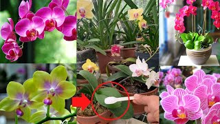 With just 1 teaspoon, your orchid will grow healthy and bloom all year round | Happiness Garden