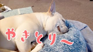 夢の中で何か食べている犬が嬉しそうで口角あがりっぱなし【フレンチブルドッグのおかか】【frenchibulldog】252