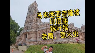 母子俩马来西亚旅行最后一天，报团游印度庙，山上看银叶猴，坐船去看老鹰萤火虫，大蜥蜴