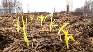 Yellowing of the Garlic and Greening of the Onions!