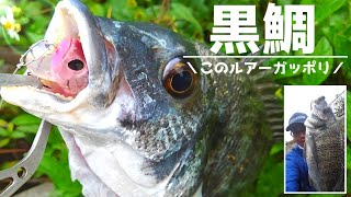 【沖縄チヌ釣り】チヌ釣りで大活躍のルアーを使用した結果