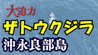 大迫力！踊るザトウクジラをドローンで空撮　－沖永良部島