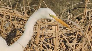 ダイサギ　アオサギ　カワセミ　カワウ　オオバン　キンクロハジロ　紀の川市　和歌山県　　Great Egret　Common Kingfisher