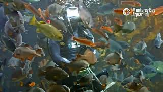 Hand-feeding some sharks in the Kelp Forest!  | The Aquarium From Home