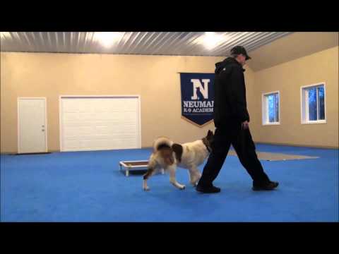 Jacky (Akita) Dog Training Boot Camp Video Jacky (Akita) Dog Training Boot Camp Video