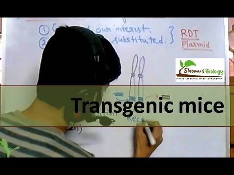 Transgenic mice Transgenic mice
