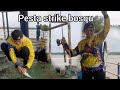 PESTA STRIKE BOSQU #wirakafishing #joran