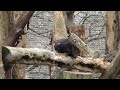 der schwarzspecht dryocopus martius im alpenzoo innsbruck beim klopfen und trommeln