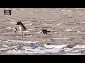 unexpected battle when a donkey attacks a camel