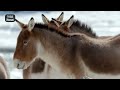 unexpected battle when a donkey attacks a camel