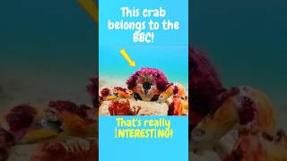 This crab belongs to the BBC 🦀🧐? | Crab Rave #crabs #crabgame #bbcearth