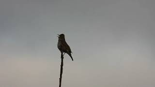 Дрізд співочий / Turdus philomelos / Song thrush