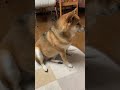 変な座り方の柴犬