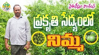 Organic Lemon Farming by Mallareddy | ZBNF | contact-7799273612