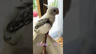 【鹦鹉吃播】主角之一：玄凤🦜小白龙#手养鹦鹉 #鹦鹉#玄凤鹦鹉