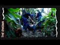 The Darien Gap: the world's most dangerous jungle