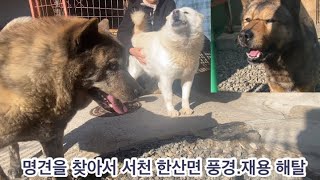 명견을 찾아서 서천군 #백안하우스풍뢰 #진돗개 #풍산개