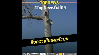 ลุง 60 โชว์สกิลตัดต้นไม้ยักษ์สูงเท่าตึก 11 ชั้น แถมไต่ขึ้นด้วยมือเปล่า! | TopNewsทั่วไทย | TOP NEWS