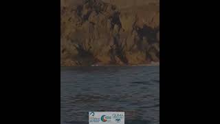 Vertical video - Current state of the lava deltas formed in La Palma during 2021