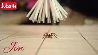 Clean !!! Remove uninvited guests from your home !!!💃🕷