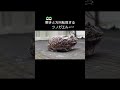 瞬きと方向転換するツノガエル2024.8.12 frog pacmanfrog クランウェルツノガエル ツノガエル飼育