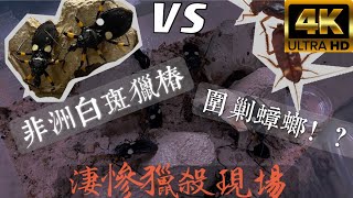 【4K】非洲白斑獵蝽獵殺場 蟑螂下場極其悽慘Platymeris biguttata Hunting ground. The cockroach ended up miserably