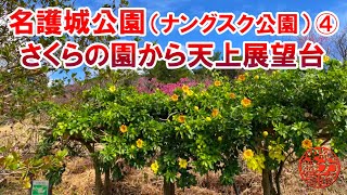 【名護城公園】ナングスク公園さくらの園から天上展望台の眺め！