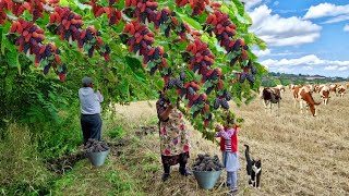 Collecting Fresh Mulberries and Making Jam in the Village.