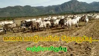 கண்களை கவரும் வத்திராயிருப்பு கிடைமாடுகள்..#பார்வைக்கு மட்டும்..