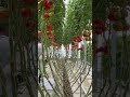 Green house production of tomatoes in a modern way