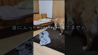 この愛犬は目に入った物しか見えてないわけよ #shorts #ゴールデンレトリバー