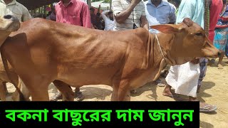 কুমিল্লার ঐতিহ্যবাহী চান্দিনা গরু বাজার থেকে খামার উপযোগী শাহিওয়াল বকনা বাছুরের দর দাম সহ জানুন ||